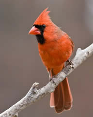 northern_cardinal_judy_howle