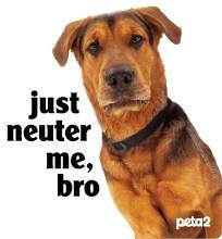 FREE Peta2 'Just Neuter Me, Bro' Sticker