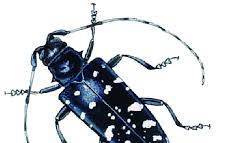 FREE Asian Longhorned Beetle Temporary Tattoos